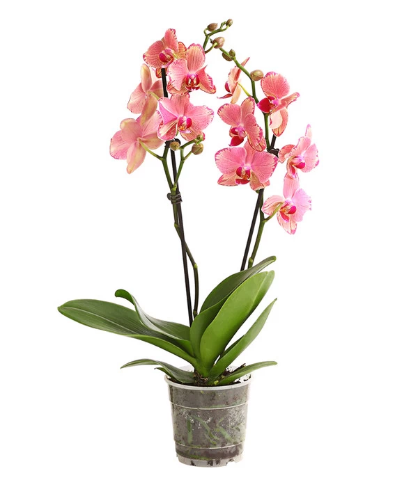 Schmetterlingsorchidee - Phalaenopsis Cultivars, Sonderfarben 2 Schmetterlingsorchidee - Phalaenopsis Cultivars, Sonderfarben – Bild 2