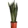 Bogenhanf - Sansevieria Zeylanica