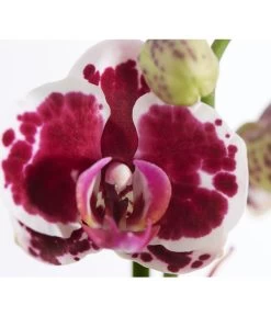 Schmetterlingsorchidee - Phalaenopsis Cultivars -Garten & Außenbereich 8251555 PR DE 001 Phalaenopsis3TrieberSortenmixT12SchmetterlingsorchideeDehnerExpressZS
