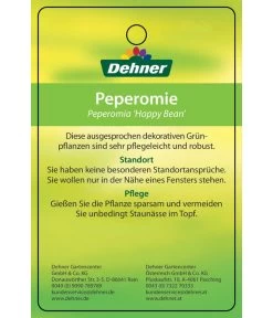 Peperomie - Peperomia Ferreyrae 'Happy Bean' -Garten & Außenbereich 8252397 PeperomiaHappyBean 22022017 2