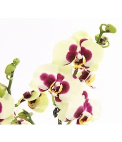 Schmetterlingsorchidee - Phalaenopsis Cultivars, Sonderfarben 38 Schmetterlingsorchidee - Phalaenopsis Cultivars, Sonderfarben -Garten & Außenbereich 8253213 WE DE 001 SchmetterlingsorchideePhalaneopsisPanda2TrieberT12OWDehnerExpressHerzig