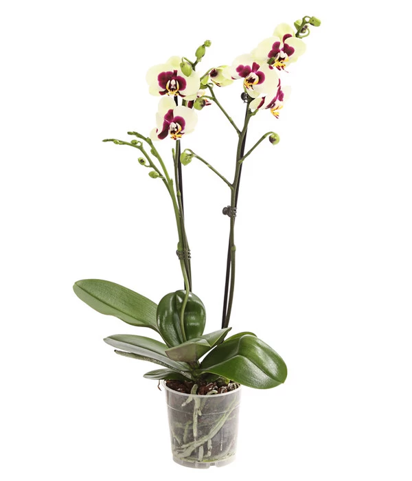 Schmetterlingsorchidee - Phalaenopsis Cultivars, Sonderfarben 4 Schmetterlingsorchidee - Phalaenopsis Cultivars, Sonderfarben – Bild 4