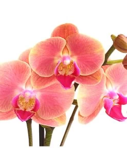 Schmetterlingsorchidee - Phalaenopsis Cultivars, Sonderfarben 36 Schmetterlingsorchidee - Phalaenopsis Cultivars, Sonderfarben -Garten & Außenbereich 8253726 WE DE 001 SchmetterlingsorchideePhalaenopsisMarigold2TrieberDehnerExpressHerzig