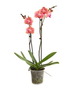 Schmetterlingsorchidee - Phalaenopsis Cultivars, Sonderfarben 24 Schmetterlingsorchidee - Phalaenopsis Cultivars, Sonderfarben -Garten & Außenbereich 8253726 WE FS 001 SchmetterlingsorchideePhalaenopsisMarigold2TrieberDehnerExpressHerzig
