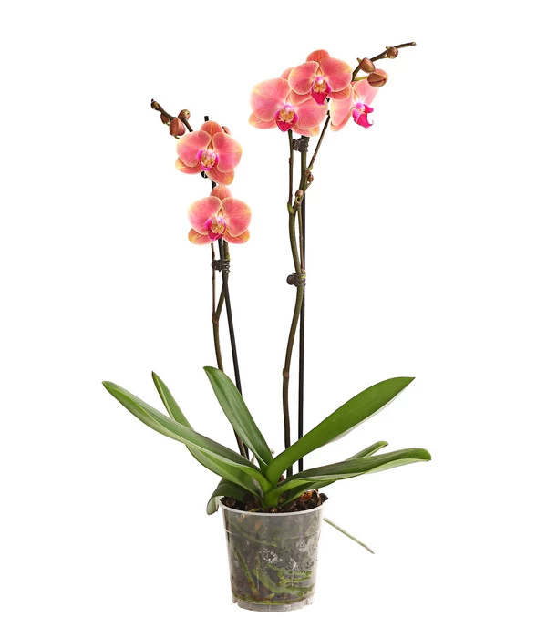 Schmetterlingsorchidee - Phalaenopsis Cultivars, Sonderfarben 5 Schmetterlingsorchidee - Phalaenopsis Cultivars, Sonderfarben – Bild 5