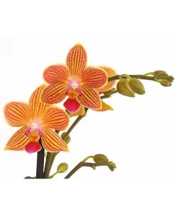 Schmetterlingsorchidee - Phalaenopsis Cultivars, Sonderfarben 37 Schmetterlingsorchidee - Phalaenopsis Cultivars, Sonderfarben -Garten & Außenbereich 8254005 WE DE 001 SchmetterlingsorchideePhalaenopsisGoldstaffT12PremiumDehnerExpressHerzig