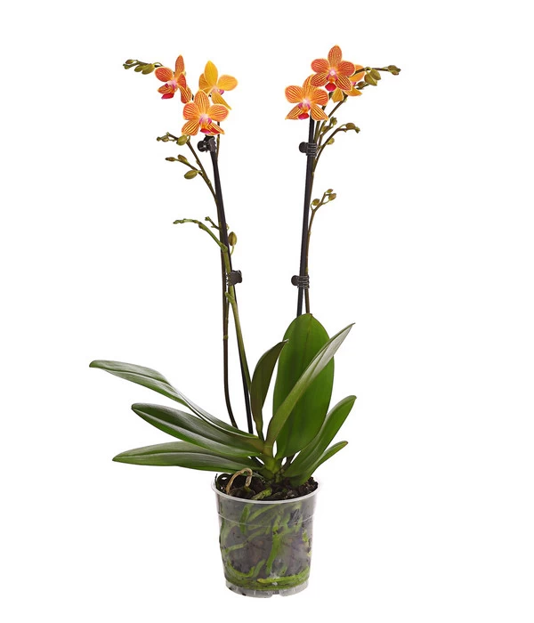 Schmetterlingsorchidee - Phalaenopsis Cultivars, Sonderfarben 6 Schmetterlingsorchidee - Phalaenopsis Cultivars, Sonderfarben – Bild 6
