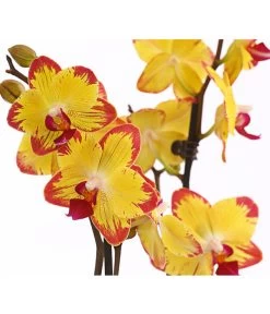 Schmetterlingsorchidee - Phalaenopsis Cultivars, Sonderfarben 34 Schmetterlingsorchidee - Phalaenopsis Cultivars, Sonderfarben -Garten & Außenbereich 8256943 WE DE 001 SchmetterlingsorchideePhalaenopsisBeeStingT12PremiumDehnerExpressHerzig