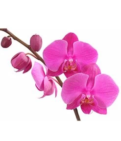 Schmetterlingsorchidee - Phalaenopsis Cultivars, Verschiedene Sorten -Garten & Außenbereich 8280919 PR DE 003 Phalaenopsis4TrieberMixT12DehnerExpressHerzig