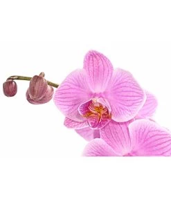 Schmetterlingsorchidee - Phalaenopsis Cultivars, Verschiedene Sorten -Garten & Außenbereich 8280919 PR DE 004 Phalaenopsis4TrieberMixT12DehnerExpressHerzig