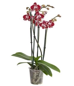Schmetterlingsorchidee - Phalaenopsis Cultivars, Verschiedene Sorten -Garten & Außenbereich 8280919 PR FS 002 Phalaenopsis4TrieberMixT12DehnerExpressHerzig