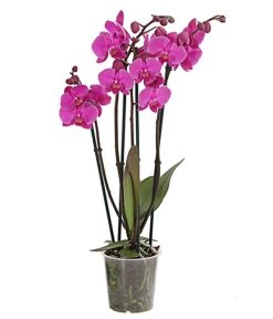 Schmetterlingsorchidee - Phalaenopsis Cultivars, Verschiedene Sorten -Garten & Außenbereich 8280919 PR FS 003 Phalaenopsis4TrieberMixT12DehnerExpressHerzig