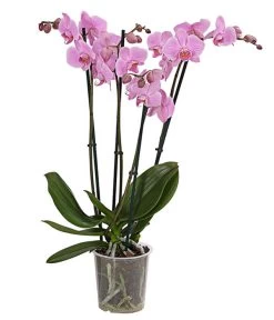 Schmetterlingsorchidee - Phalaenopsis Cultivars, Verschiedene Sorten -Garten & Außenbereich 8280919 PR FS 004 Phalaenopsis4TrieberMixT12DehnerExpressHerzig