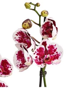 Schmetterlingsorchidee - Phalaenopsis Cultivars, Sonderfarben 35 Schmetterlingsorchidee - Phalaenopsis Cultivars, Sonderfarben -Garten & Außenbereich 8283269 WE DE 002 SchmetterlingsorchideePhalaenopsisSparklingMoments2TrieberT12DehnerExpressHerzig