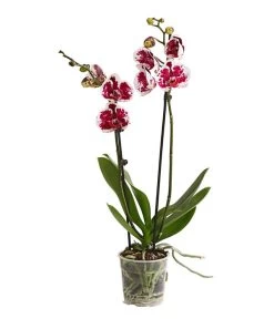 Schmetterlingsorchidee - Phalaenopsis Cultivars, Sonderfarben 22 Schmetterlingsorchidee - Phalaenopsis Cultivars, Sonderfarben -Garten & Außenbereich 8283269 WE FS 001 SchmetterlingsorchideePhalaenopsisSparklingMoments2TrieberT12DehnerExpressHerzig