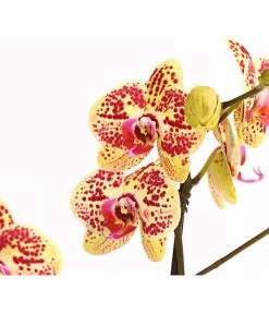 Schmetterlingsorchidee - Phalaenopsis Cultivars, Sonderfarben 31 Schmetterlingsorchidee - Phalaenopsis Cultivars, Sonderfarben -Garten & Außenbereich 8283392 WE DE 001 SchmetterlingsorchideePhalaenosisTotalCool2TrieberT12OWDehnerExpressHerzig