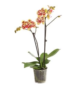 Schmetterlingsorchidee - Phalaenopsis Cultivars, Sonderfarben 28 Schmetterlingsorchidee - Phalaenopsis Cultivars, Sonderfarben -Garten & Außenbereich 8283392 WE FS 001 SchmetterlingsorchideePhalaenosisTotalCool2TrieberT12OWDehnerExpressHerzig