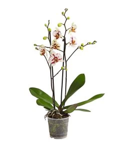 Schmetterlingsorchidee - Phalaenopsis Cultivars, Sonderfarben 30 Schmetterlingsorchidee - Phalaenopsis Cultivars, Sonderfarben -Garten & Außenbereich 8283400 WE FS 001 SchmetterlingsorchideePhalaenopsisGoodTimes2TrieberPremiumDehnerExpressHerzig