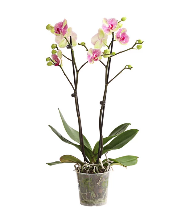 Schmetterlingsorchidee - Phalaenopsis Cultivars, Sonderfarben 8 Schmetterlingsorchidee - Phalaenopsis Cultivars, Sonderfarben – Bild 8