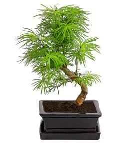Outdoor-Bonsai Goldlärche - Pseudolarix Amabilis