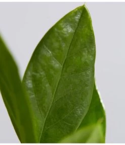 Glücksfeder - Zamioculcas Zamiifolia -Garten & Außenbereich 8287716 PR DE 001 GluecksfederZamioculcasZamiifoliaT11DehnerExpressZS