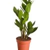 Glücksfeder - Zamioculcas Zamiifolia