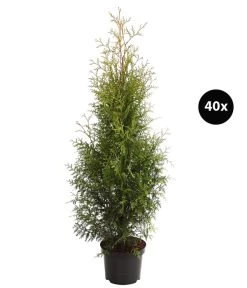 14 Meter Lebensbaum 'Brabant', 40 X Ca. 80-100 Cm