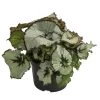 Blattbegonie - Begonia Rex Hybride, Verschiedene Sorten