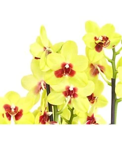 Schmetterlingsorchidee - Phalaenopsis Cultivars, Verschiedene Sorten -Garten & Außenbereich 8299695 PR DE 001 SchmetterlingsorchideePhalaenopsis4TrieberSFT13DehnerExpressHerzig