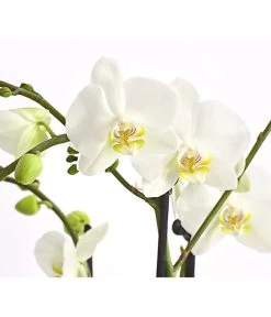Schmetterlingsorchidee - Phalaenopsis Cultivars, Verschiedene Sorten -Garten & Außenbereich 8299695 PR DE 001 SchmetterlingsorchideePhalaenopsis4TrieberT15DehnerExpressHerzig