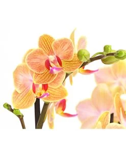 Schmetterlingsorchidee - Phalaenopsis Cultivars, Verschiedene Sorten -Garten & Außenbereich 8299695 PR DE 002 SchmetterlingsorchideePhalaenopsis4TrieberSFT13DehnerExpressHerzig