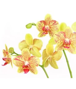 Schmetterlingsorchidee - Phalaenopsis Cultivars, Verschiedene Sorten -Garten & Außenbereich 8299695 PR DE 002 SchmetterlingsorchideePhalaenopsis4TrieberT15DehnerExpressHerzig