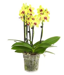Schmetterlingsorchidee - Phalaenopsis Cultivars, Verschiedene Sorten -Garten & Außenbereich 8299695 PR FS 001 SchmetterlingsorchideePhalaenopsis4TrieberSFT13DehnerExpressHerzig