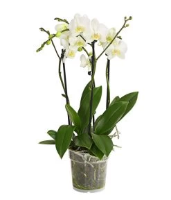 Schmetterlingsorchidee - Phalaenopsis Cultivars, Verschiedene Sorten -Garten & Außenbereich 8299695 PR FS 001 SchmetterlingsorchideePhalaenopsis4TrieberT15DehnerExpressHerzig
