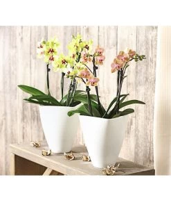Schmetterlingsorchidee - Phalaenopsis Cultivars, Verschiedene Sorten -Garten & Außenbereich 8299695 PR MO 001 SchmetterlingsorchideePhalaenopsis4TrieberSFT13DehnerExpressHerzig