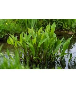 Gemeiner Froschlöffel