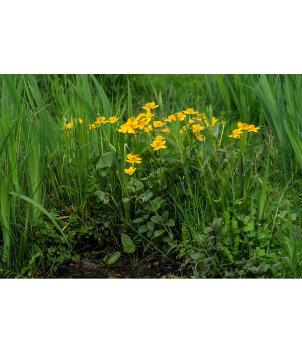 Sumpfdotterblume 1 Sumpfdotterblume