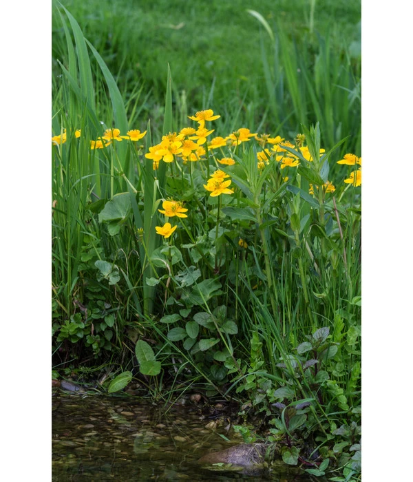 Sumpfdotterblume 2 Sumpfdotterblume – Bild 2