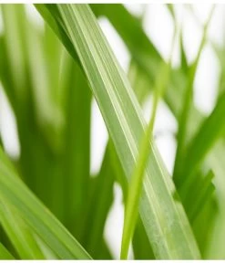 Hängende Segge - Riesen-Segge