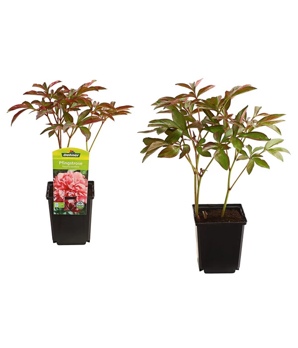 Pfingstrose 2 Pfingstrose – Bild 2