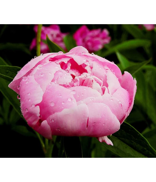 Pfingstrose 1 Pfingstrose