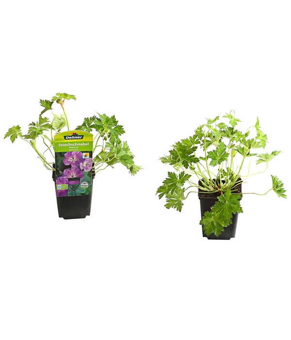 Storchschnabel 'Rozanne®' 2 Storchschnabel 'Rozanne®' – Bild 2