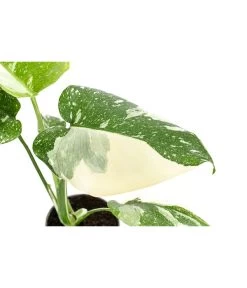 Fensterblatt - Monstera Deliciosa 'Thai Constellation', Panaschiert -Garten & Außenbereich 8402034 WE DE 001 MonsteraThaiConstellationT6