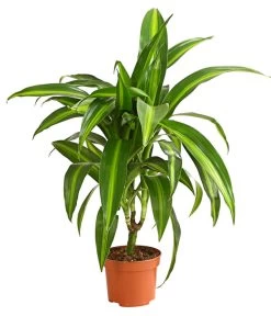 Drachenbaum - Dracaena Deremensis, Verschiedene Sorten -Garten & Außenbereich 8408809 WE FS 003 DrachenbaumDracaenaDeremesisMixT12DehnerExpressHerzig