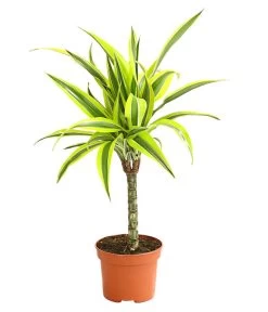 Drachenbaum - Dracaena Deremensis, Verschiedene Sorten -Garten & Außenbereich 8408809 WE FS 004 DrachenbaumDracaenaDeremesisMixT12DehnerExpressHerzig