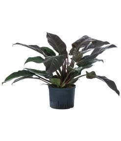 Baumfreund - Philodendron 'Imperial Red', Hydrokultur