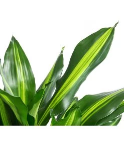 Drachenbaum - Dracaena Fragrans 'Cintho', In Seegras-Korb Phil -Garten & Außenbereich 8478703 WE DE 001 DracaenaCinthoT21imKorbPhil gruen natur