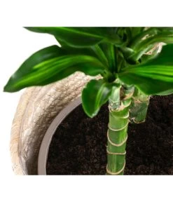 Drachenbaum - Dracaena Fragrans 'Cintho', In Seegras-Korb Phil -Garten & Außenbereich 8478703 WE DE 002 DracaenaCinthoT21imKorbPhil gruen natur