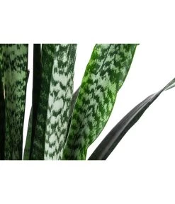 Bogenhanf - Sansevieria Zeylanica, Im Seegras-Korb -Garten & Außenbereich 8478737 WE DE 001 SansevieriaZeylanicaT21imKorbIgmar