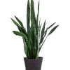 Bogenhanf - Sansevieria Zeylanica, Im Seegras-Korb